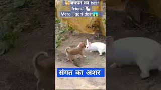 Black puppy and white puppy love animal coupletrendingytshorts youtubeshortsnaturedoglover [upl. by Ruenhcs]