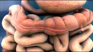 3D Medical Animation  Peristalsis in Large IntestineBowel  ABP © [upl. by Spohr357]