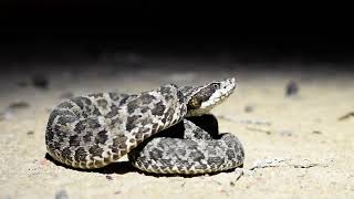 Bothrops erythromelas jararacadaseca [upl. by Yssej]