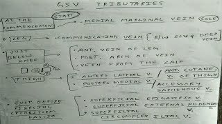 Veins of Lower Limb  Part 2  Great Saphenous Vein Tributaries  TCML [upl. by Milissent]