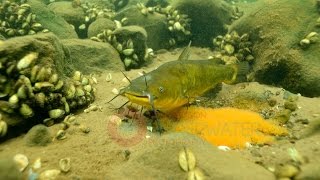 Black Bullhead Catfish Underwater Video Engbretson Underwater Photography [upl. by Pang]