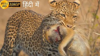 A Leopard Queen Legacy  animal planet full episode in hindi  Documentary hindi [upl. by Aliet]