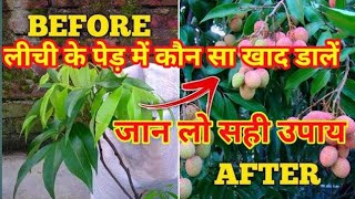 How to Grow amp Care Lychee Tree  How to care litchi plant  Litchi Tree Plantationलीची की देखभाल [upl. by Akeemaj489]