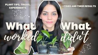 🌿What Worked amp What Didn’t 🍃 Houseplant Plant Tips and Experiments I Tried🎋 and their RESULTS [upl. by Eerhs]