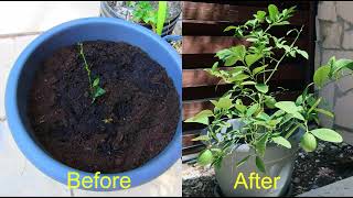 Plenty of Oranges Lidl Calamondin Citrus Tree After 3 Years [upl. by Cower556]