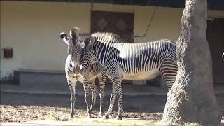 Neuzugang bei den GrévyZebras l Zoo Frankfurt [upl. by Ilellan]