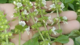 Pick holy basil flower and make holy basil flower tea [upl. by Isadore]