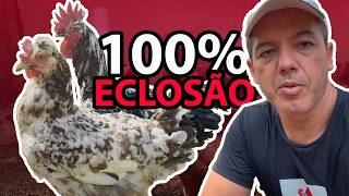 É POSSÍVEL 100 DE ECLOSÃO A Verdade Sobre Incubação de Ovos [upl. by Jimmy]