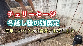 【チェリーセージ】春の強剪定方法の紹介！株をしっかりリセットすることで綺麗に生育します！ [upl. by Fitzger567]