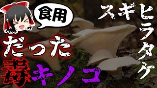 【ゆっくり解説】突然変異！？突如食用菌から猛毒菌に変わったquotスギヒラタケquotの謎 [upl. by Tnomad880]