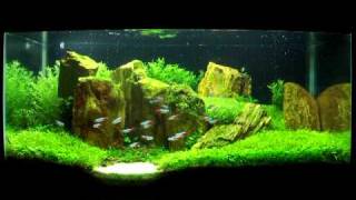 Planted Tank The Hidden Purity [upl. by Nahtad]