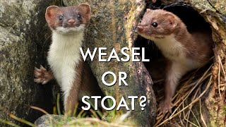 Weasel or Stoat How to Tell the Difference  Discover Wildlife  Robert E Fuller [upl. by Forrest844]