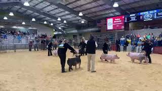 2024 CFISD Livestock ShowSwine Show [upl. by Aiel]