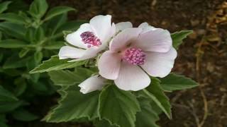 Propiedades Medicinales del Malvavisco Althaea officinalis [upl. by Aeriela54]