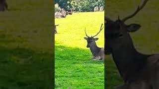 Beautiful Fallow deer a bit nervous of me but trying to relax fallowdeer bucks does 🫎🦌❤️ [upl. by Annij]