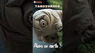 New Tardigrade Species Reveals Secrets to Radiation Survival [upl. by Thorner]