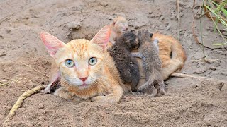 Kittens born in mud the Chained mother cat is not letting anyone approach them [upl. by Roeser]