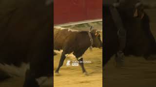 Vaca de pelaje berrendo en colorado [upl. by Gillan]