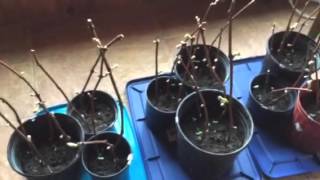 How to Grow Wine Grape Vines from Cuttings  Part 2 continued [upl. by Tiossem600]