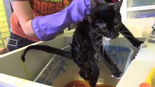 Cat Ringworm Treatment Training [upl. by Kerrie909]