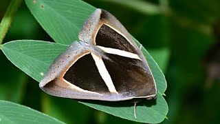 The Triangularstriped Moth  Chalciope Mygdon [upl. by Ynnij207]