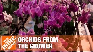 Getting Orchids from the Growers to Market Part 1  The Home Depot [upl. by Llehsyt960]