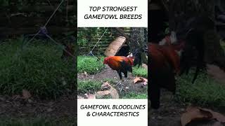 Top Gamefowl of the year 2024 short gamefowl rooster [upl. by Alket]