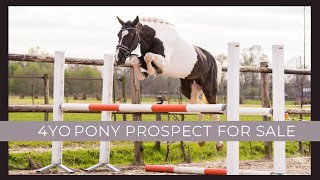 4 year old piebald sportpony for sale showjumper amp dressage [upl. by Abdu780]