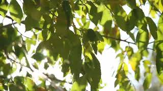 Summer Wind Through Leaves Sound Effect  Copyright Free Nature Sounds [upl. by Cherilyn47]