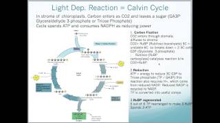 A2 Edexcel Biology Unit 4  Photosynthesis [upl. by Seafowl126]