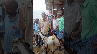 400 per kg shortfeed treanding youtubeshorts goat [upl. by Drazze]