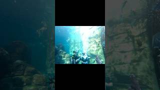 VLOGTOBER  Discovery Cove  shortsfeed [upl. by Ariaes]