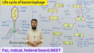 Life cycle of bacteriophage  bacteriophage lytic and lysogenic cycle  Class 11 [upl. by Liamsi]