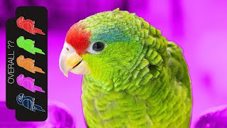 Mexican Red Crowned Amazon The Best Pet Parrot [upl. by Anita]