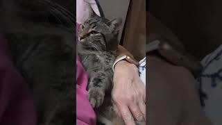 Kicking Back on Friday Night Super Cute cutecat bentleyourboykitty shortsvideo [upl. by Anna]