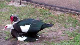 Male Muscovy Duck Mates then Celebrates [upl. by Ahsiened373]