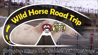 WILD HORSE ROAD TRIP EQUUS TRAILER [upl. by Nail]