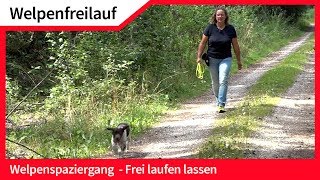 Welpenfreilauf ► Welpen ohne Leine frei laufen lassen ► Hundefreilauf [upl. by Jabez]