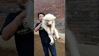 Anjing langka di indonesia super all white alaskan malamute alaskanmalamute whitealaskanmalamute [upl. by Nylyahs]