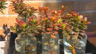 How to Make Crassula Mini Ovata Colorful [upl. by Genie]