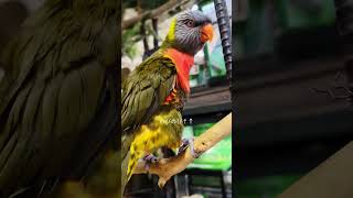 肩の上に乗りたい小鳥【Rainbow Lorikeet】色鮮やかなロリキート♡ゴシキセイガイインコのオリーブちゃん shorts インコ 小鳥 [upl. by Savory14]