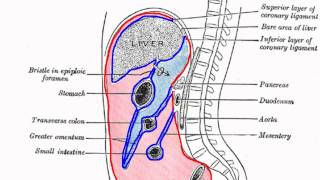 Peritoneal Cavity  Part 1  Anatomy Tutorial [upl. by Padget]