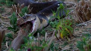 King Cobra eats a spectacled cobra [upl. by Ailiec]