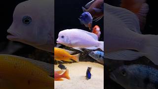 Cyrtocara moorii Leucistic aquarium malawi malawicichlids cichlid cichlids haplochromis [upl. by Ahsykal904]