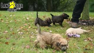 Loving Cairn Terrier Hybrid Puppies [upl. by Shaylah]