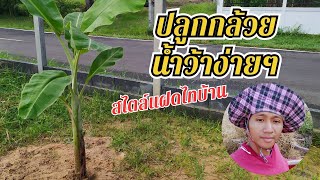 ปลูกกล้วยน้ำว้าง่ายๆ คลิปนี้มีคำตอบ  แฝดไทบ้าน fadthibaan [upl. by Erdnoed805]