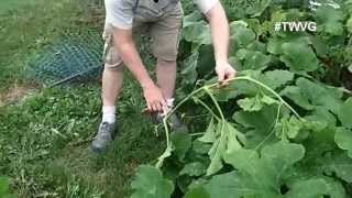 Trimming Pumpkin Vines for Better Growth  Quick Tip [upl. by Cherey]