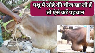 गायभैंस के लोहा खाने से हुई बीमारी की तुरन्त करे पहचान व इसके लक्षणTraumatic pericarditis incattle [upl. by Ondrea]