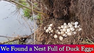 We found a huge nest full of duck eggs  Homestead VLOG [upl. by Ajak]