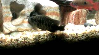 Pike and Jaguar Cichlids fighting [upl. by Astor]